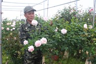 Vườn hoa hồng ngoại khủng 2 vạn cây của U60 ở làng hoa Xuân Quan
