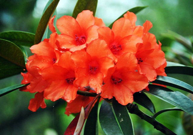 Nhiều loài hoa dại thành bon sai trăm triệu ở Đà Lạt-1