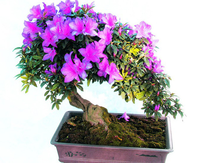 Nhiều loài hoa dại thành bon sai trăm triệu ở Đà Lạt-2