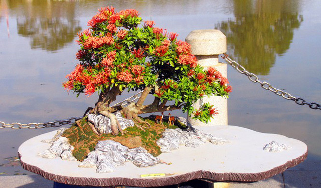 Nhiều loài hoa dại thành bon sai trăm triệu ở Đà Lạt-4