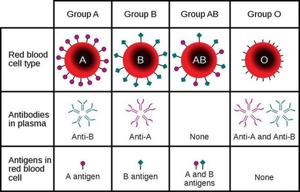 Nhóm máu, kháng thể và khả năng miễn dịch với Covid-19 có liên quan như thế nào?-2