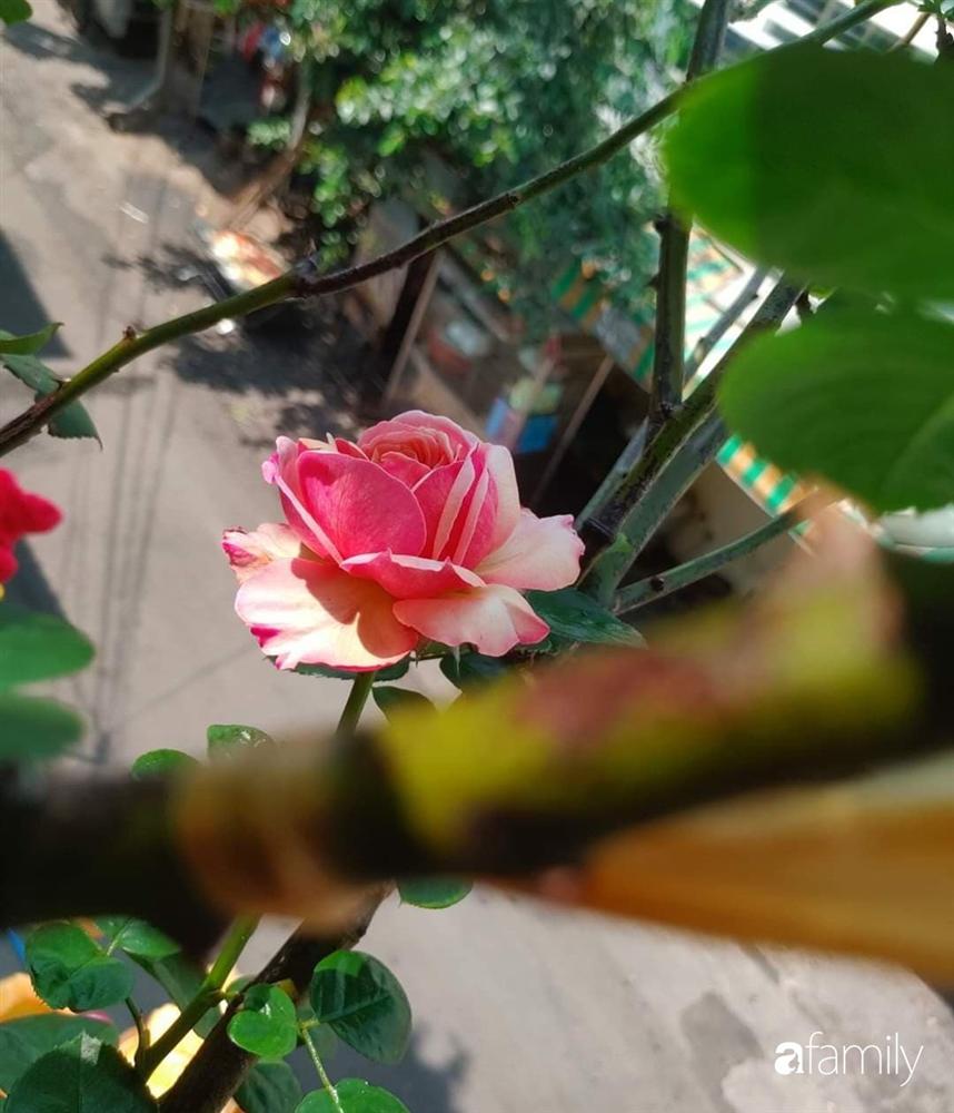 Ngôi nhà đẹp yên bình, lãng mạn nhờ người đàn ông đảm đang tự decor vườn và trồng đủ loại hồng ở Sài Gòn-9