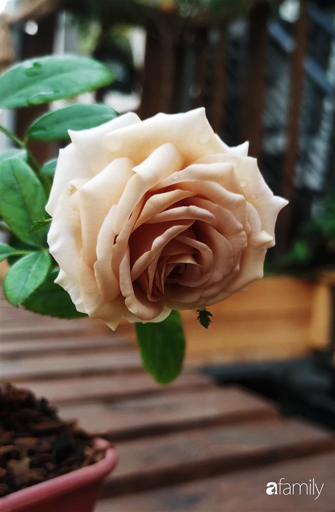 Ngôi nhà đẹp yên bình, lãng mạn nhờ người đàn ông đảm đang tự decor vườn và trồng đủ loại hồng ở Sài Gòn-16