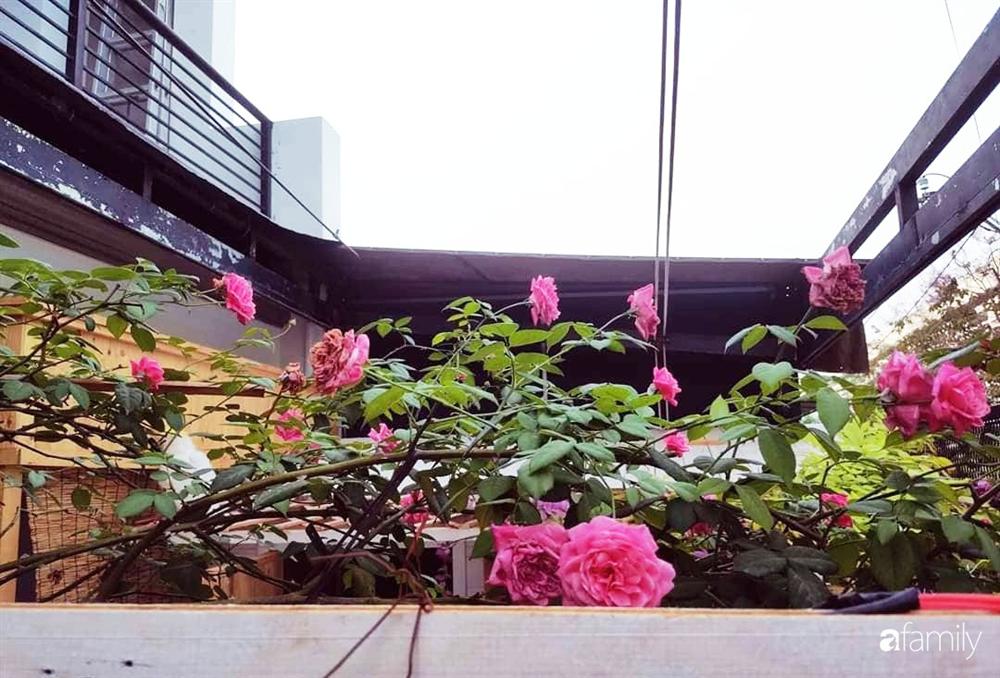 Ngôi nhà đẹp yên bình, lãng mạn nhờ người đàn ông đảm đang tự decor vườn và trồng đủ loại hồng ở Sài Gòn-17