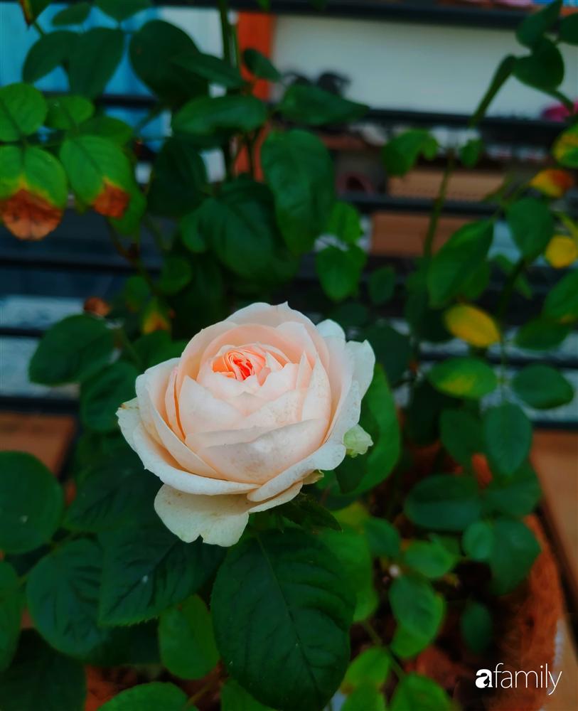 Ngôi nhà đẹp yên bình, lãng mạn nhờ người đàn ông đảm đang tự decor vườn và trồng đủ loại hồng ở Sài Gòn-18