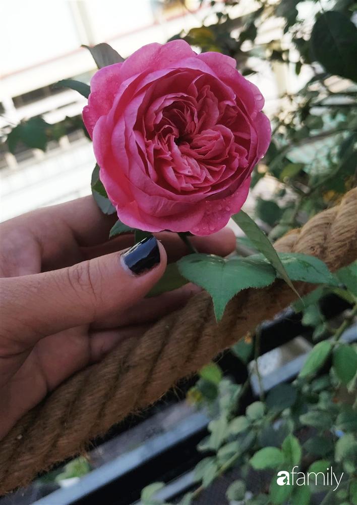 Ngôi nhà đẹp yên bình, lãng mạn nhờ người đàn ông đảm đang tự decor vườn và trồng đủ loại hồng ở Sài Gòn-20