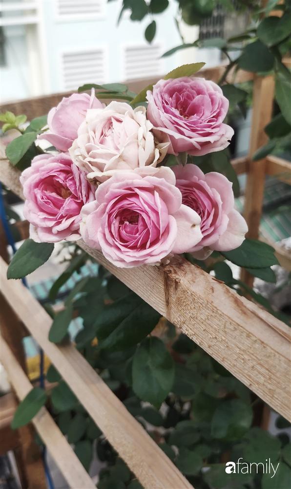 Ngôi nhà đẹp yên bình, lãng mạn nhờ người đàn ông đảm đang tự decor vườn và trồng đủ loại hồng ở Sài Gòn-25