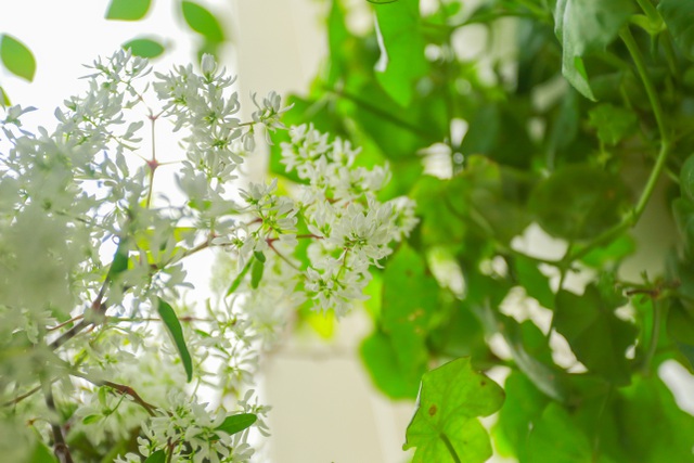 Ngôi nhà với ban công đẹp như cổ tích của nữ nhà báo điều tra nổi tiếng VTV-8