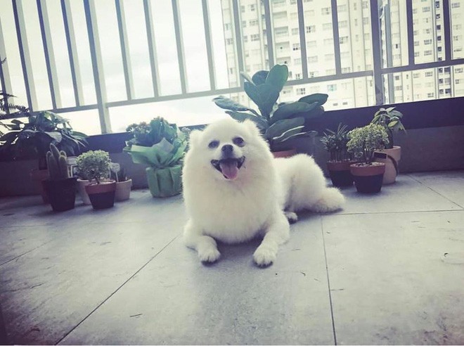 Cận cảnh nơi sống sang trọng của ca sĩ Bảo Anh-11