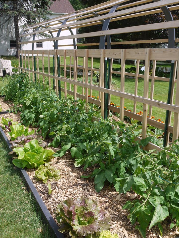 Khu vườn đủ loại rau quả đẹp như tranh của người phụ nữ trồng trọt từ năm 16 tuổi đến 63 tuổi-5