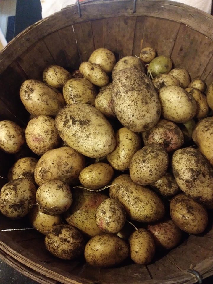 Khu vườn đủ loại rau quả đẹp như tranh của người phụ nữ trồng trọt từ năm 16 tuổi đến 63 tuổi-9