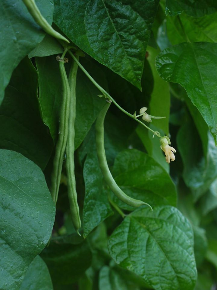 Khu vườn đủ loại rau quả đẹp như tranh của người phụ nữ trồng trọt từ năm 16 tuổi đến 63 tuổi-11