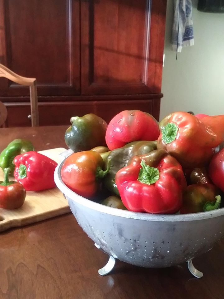 Khu vườn đủ loại rau quả đẹp như tranh của người phụ nữ trồng trọt từ năm 16 tuổi đến 63 tuổi-13