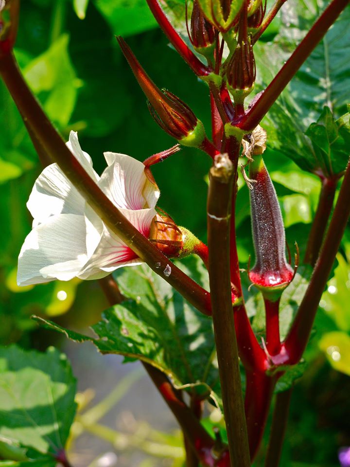 Khu vườn đủ loại rau quả đẹp như tranh của người phụ nữ trồng trọt từ năm 16 tuổi đến 63 tuổi-15