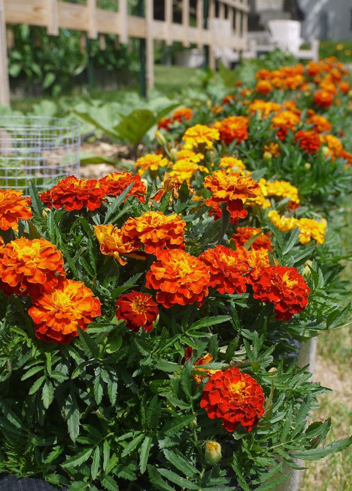 Khu vườn đủ loại rau quả đẹp như tranh của người phụ nữ trồng trọt từ năm 16 tuổi đến 63 tuổi-16