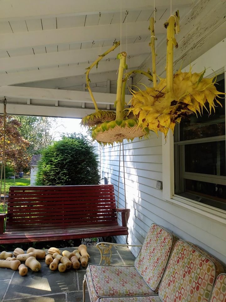 Khu vườn đủ loại rau quả đẹp như tranh của người phụ nữ trồng trọt từ năm 16 tuổi đến 63 tuổi-18