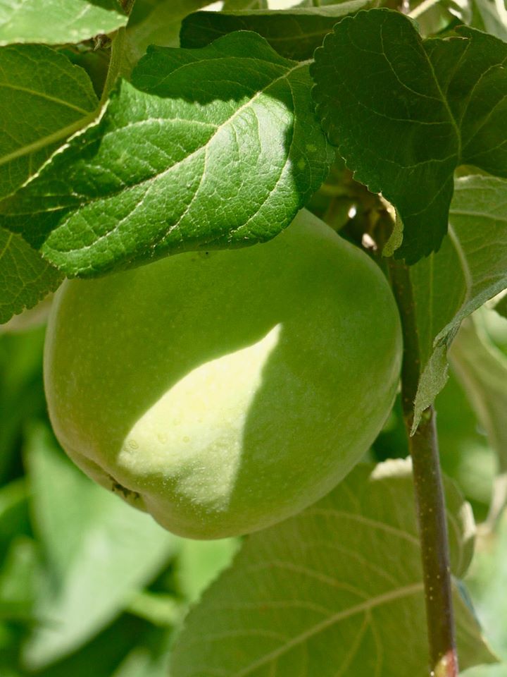 Khu vườn đủ loại rau quả đẹp như tranh của người phụ nữ trồng trọt từ năm 16 tuổi đến 63 tuổi-23