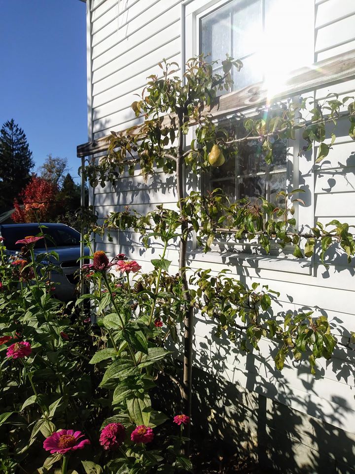 Khu vườn đủ loại rau quả đẹp như tranh của người phụ nữ trồng trọt từ năm 16 tuổi đến 63 tuổi-26