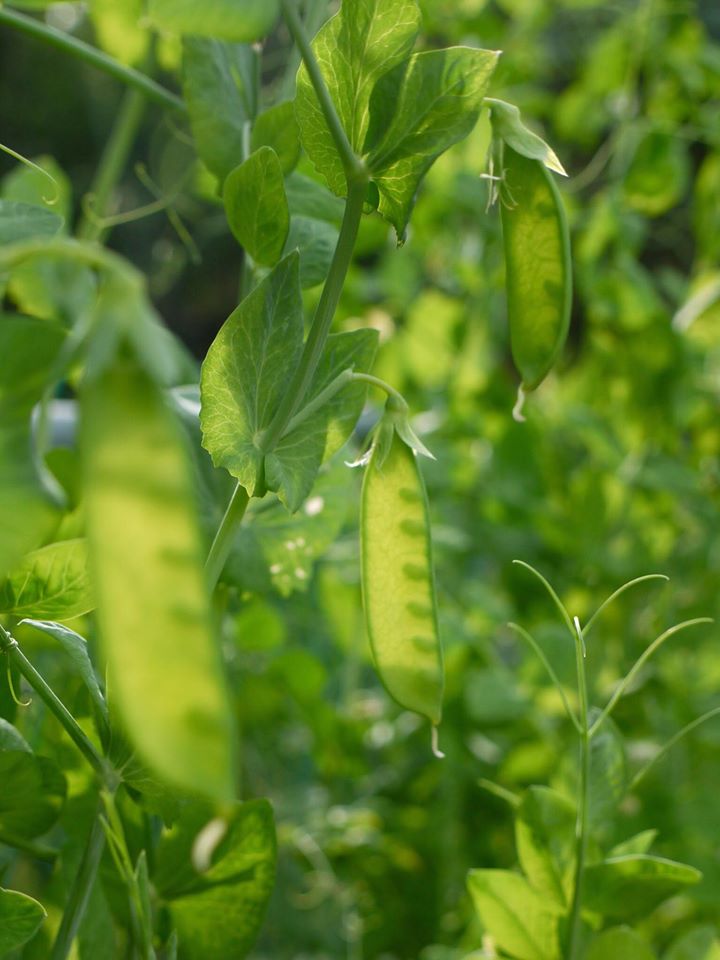 Khu vườn đủ loại rau quả đẹp như tranh của người phụ nữ trồng trọt từ năm 16 tuổi đến 63 tuổi-28