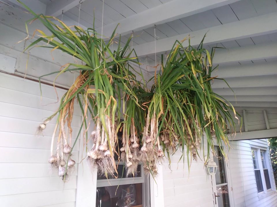 Khu vườn đủ loại rau quả đẹp như tranh của người phụ nữ trồng trọt từ năm 16 tuổi đến 63 tuổi-29