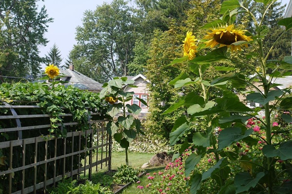 Cô gái trẻ xinh đẹp trở về nông thôn, tự tay trồng cả vườn rau quả sạch-26