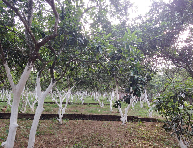 Mua đất Hoà Lạc, dính chiêu của cò 10 năm chôn tiền đồi hoang-1