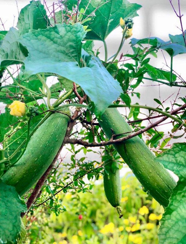 Ở nhà tránh dịch, Quyền Linh cùng vợ con lên sân thượng gỡ khoai lang, thu hoạch hoa trái-4