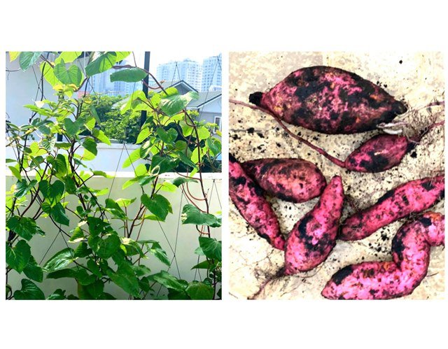 Ở nhà tránh dịch, Quyền Linh cùng vợ con lên sân thượng gỡ khoai lang, thu hoạch hoa trái-6