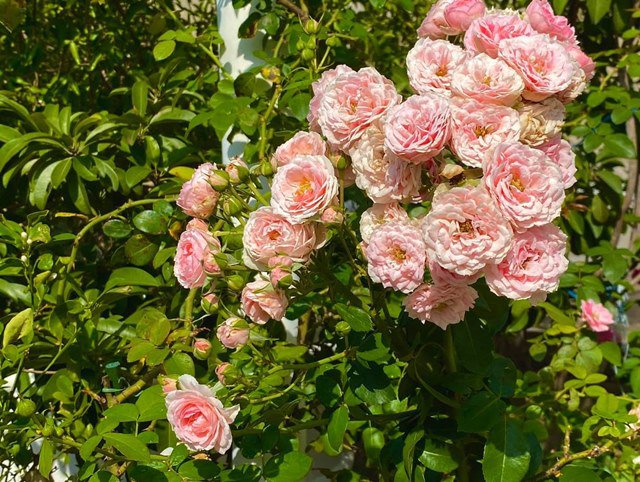 Ở nhà tránh dịch, Quyền Linh cùng vợ con lên sân thượng gỡ khoai lang, thu hoạch hoa trái-10