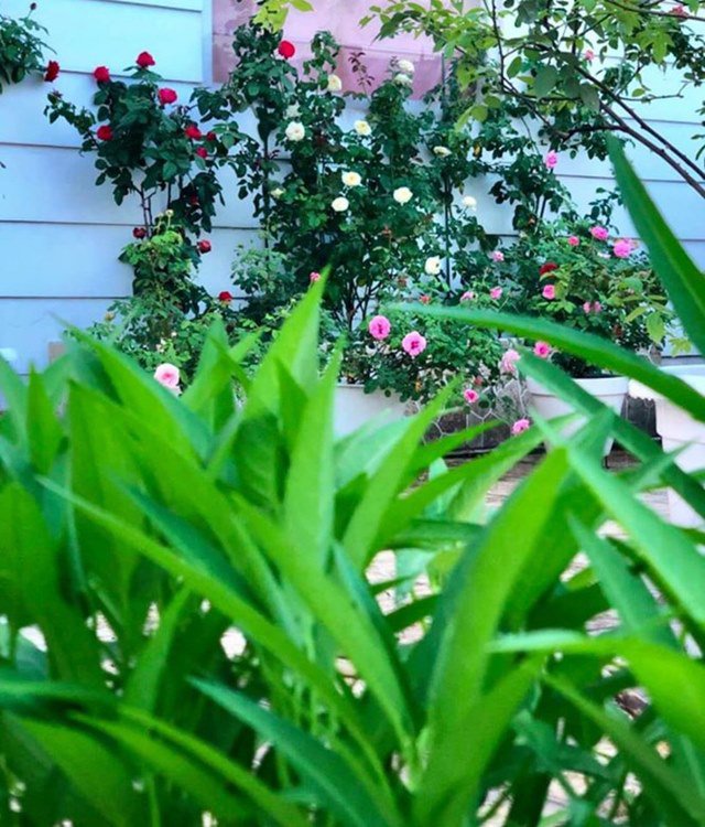 Ở nhà tránh dịch, Quyền Linh cùng vợ con lên sân thượng gỡ khoai lang, thu hoạch hoa trái-11