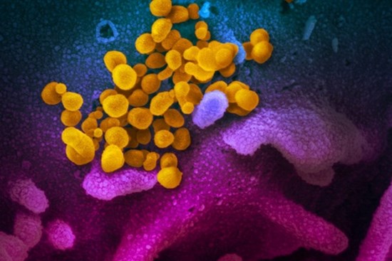 Phát hiện mới về virus corona, mở cơ hội cho vắcxin duy nhất