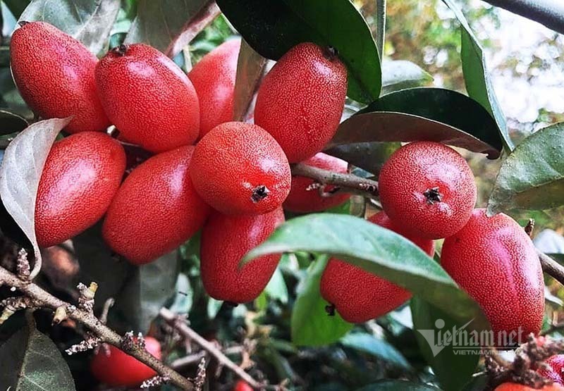 Thời tiết dị biệt, một trận trắng trời cả làng trồng nhót thất thu-1