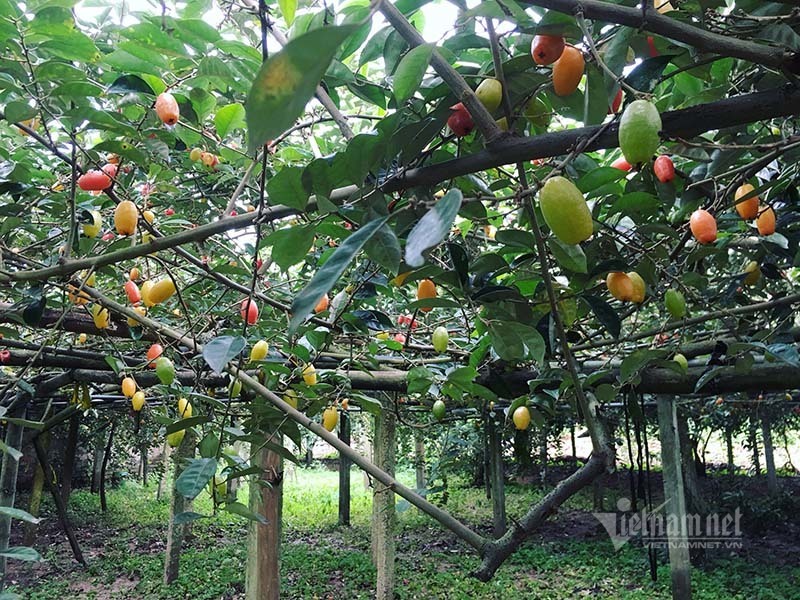 Thời tiết dị biệt, một trận trắng trời cả làng trồng nhót thất thu-2