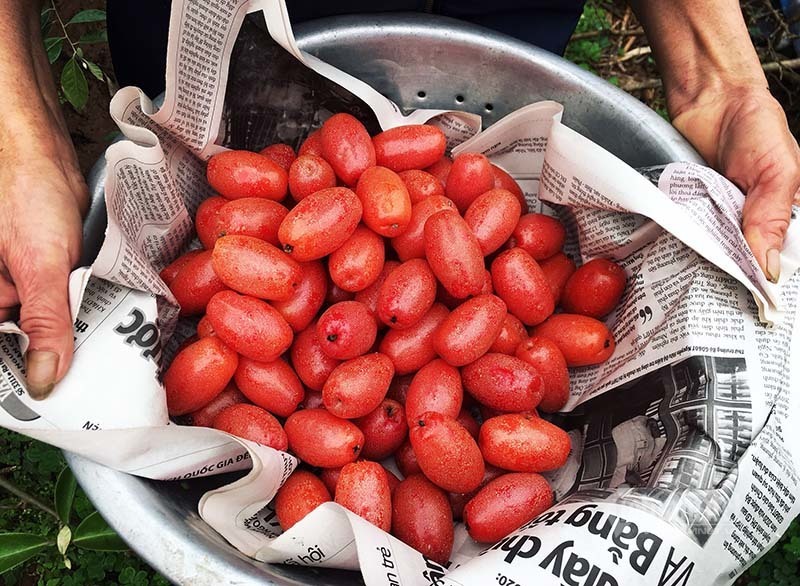 Thời tiết dị biệt, một trận trắng trời cả làng trồng nhót thất thu-7