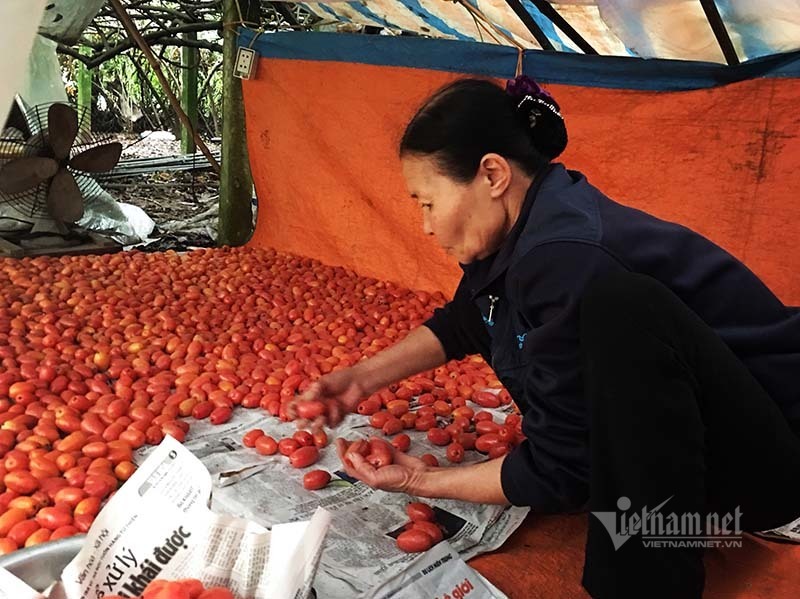 Thời tiết dị biệt, một trận trắng trời cả làng trồng nhót thất thu-9