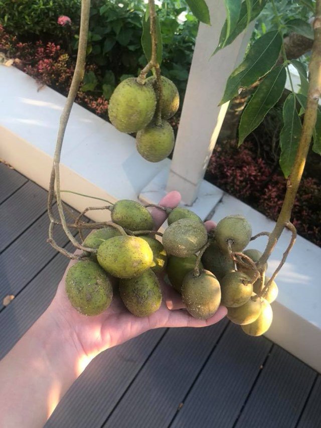 Lý Hải - Minh Hà thu hoạch vườn rau trái, khoe quả nào quả nấy đều siêu to-12