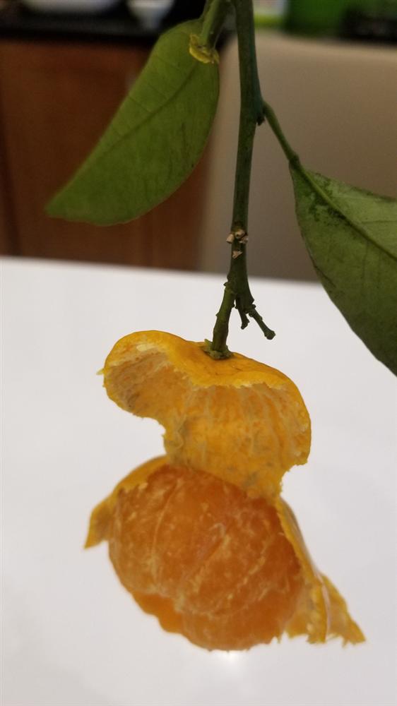 Rùng mình loại quýt bên ngoài vỏ vẫn tươi nhưng bên trong mốc xanh-2