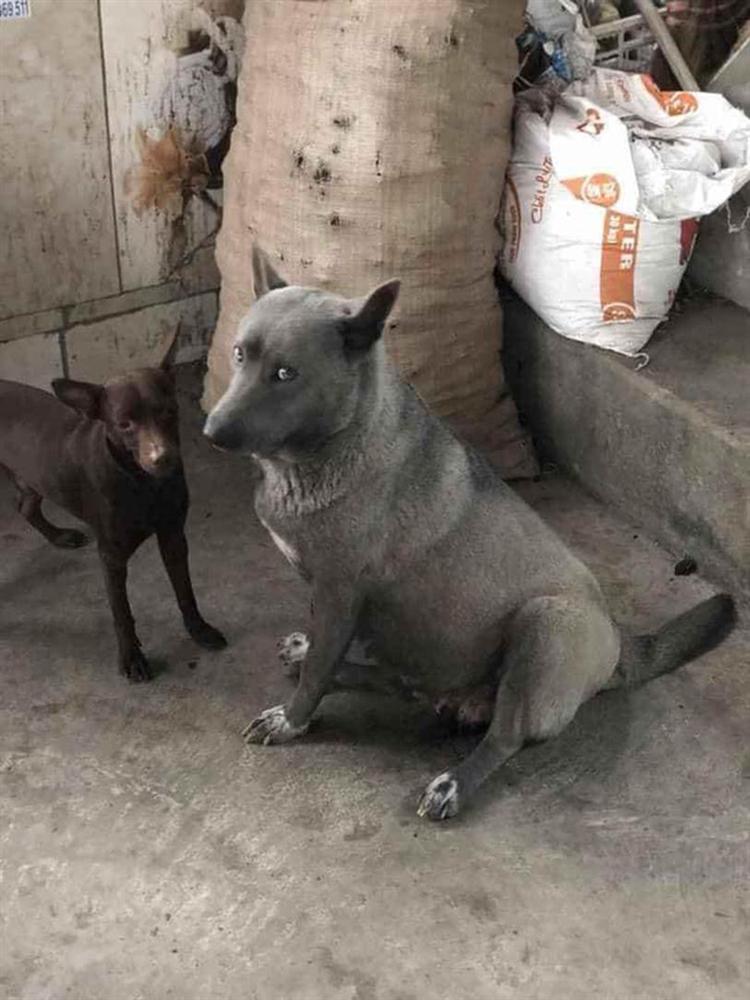 Lộ diện mẹ đẻ của chú chó Nguyễn Văn Dúi khiến dân mạng thắc mắc sao mẹ chân dài như hoa hậu mà con trai thì vừa lé vừa lùn-1