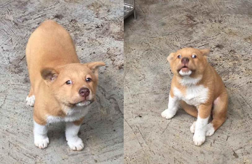 Lộ diện mẹ đẻ của chú chó Nguyễn Văn Dúi khiến dân mạng thắc mắc sao mẹ chân dài như hoa hậu mà con trai thì vừa lé vừa lùn-2