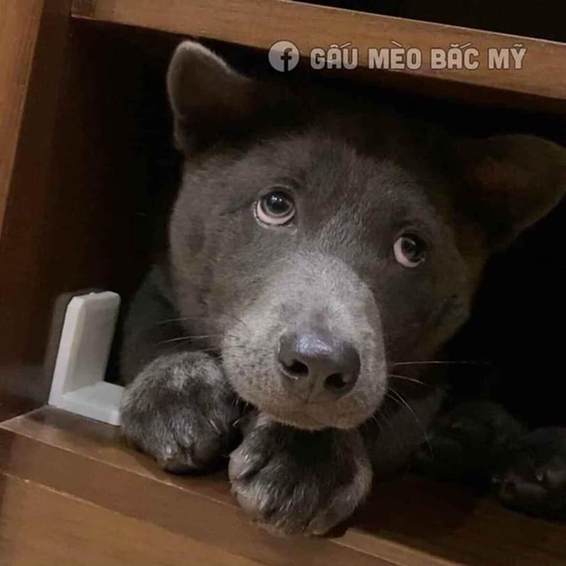 Lộ diện mẹ đẻ của chú chó Nguyễn Văn Dúi khiến dân mạng thắc mắc sao mẹ chân dài như hoa hậu mà con trai thì vừa lé vừa lùn-3