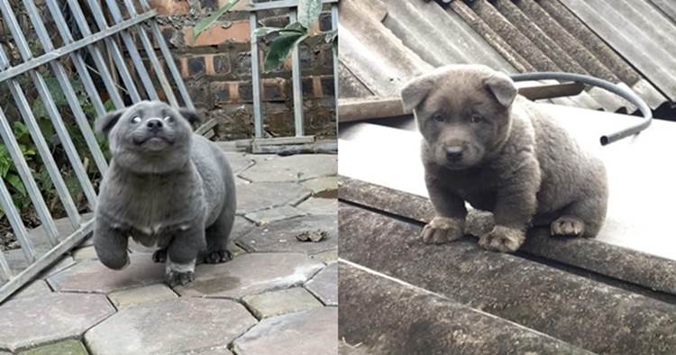 Lộ diện mẹ đẻ của chú chó Nguyễn Văn Dúi khiến dân mạng thắc mắc sao mẹ chân dài như hoa hậu mà con trai thì vừa lé vừa lùn-4