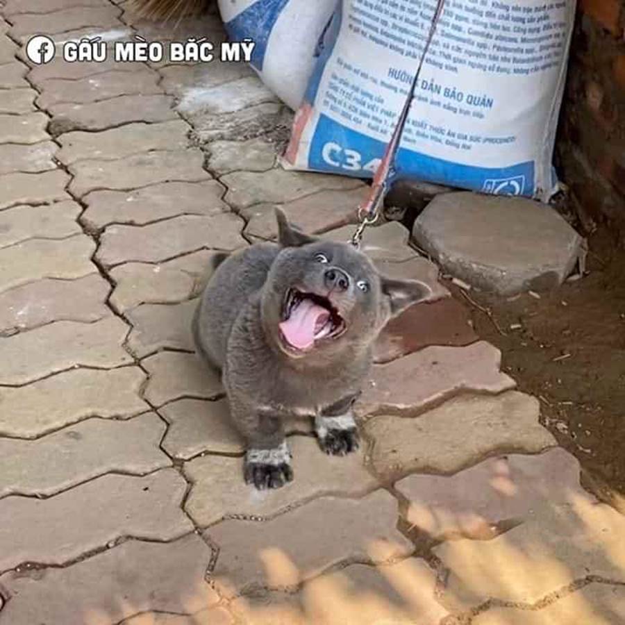 Lộ diện mẹ đẻ của chú chó Nguyễn Văn Dúi khiến dân mạng thắc mắc sao mẹ chân dài như hoa hậu mà con trai thì vừa lé vừa lùn-6