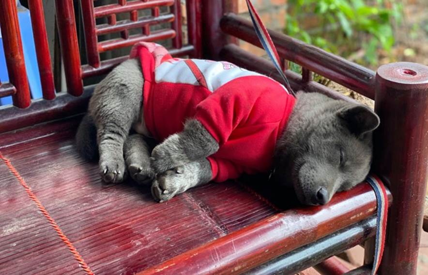 Lộ diện mẹ đẻ của chú chó Nguyễn Văn Dúi khiến dân mạng thắc mắc sao mẹ chân dài như hoa hậu mà con trai thì vừa lé vừa lùn-7