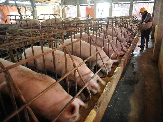 Ồ ạt về Việt Nam, giá thịt lợn nhập khẩu rẻ hơn ngoài chợ-2
