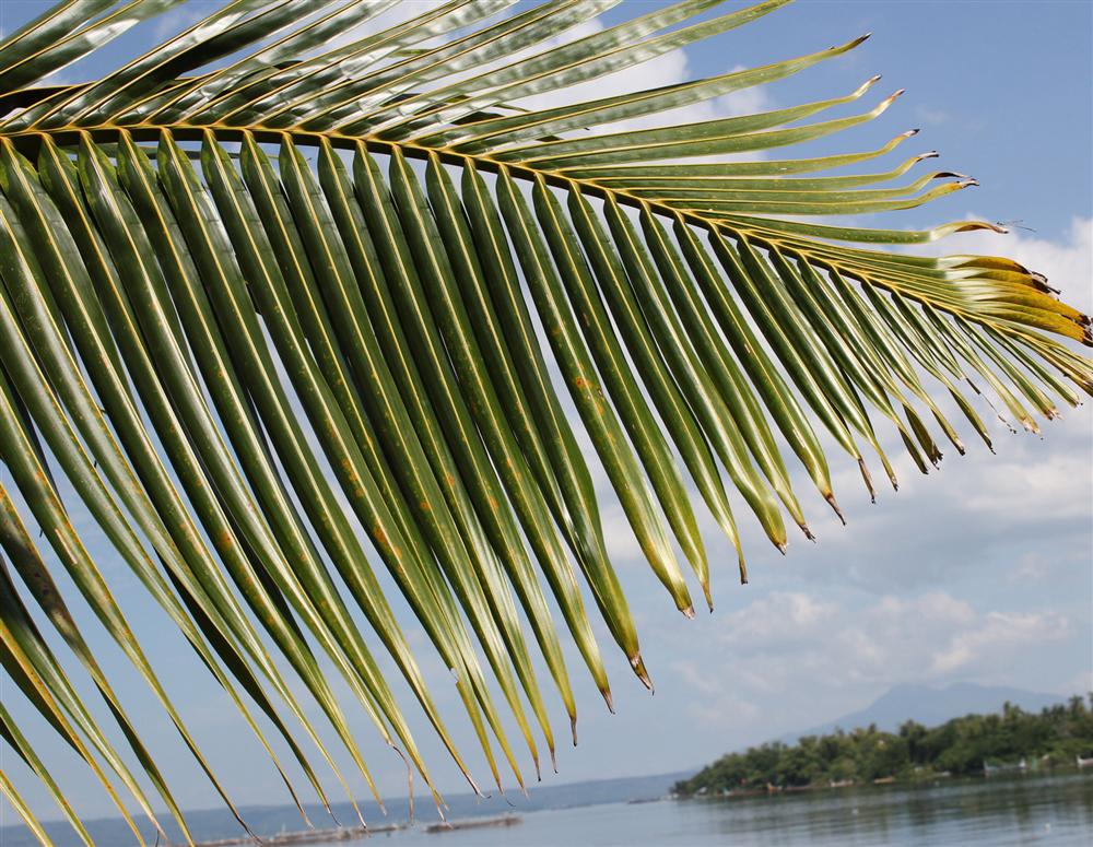 Cosplay Phạm Băng Băng bất thành, Mina Phạm – vợ 2 Minh nhựa còn bị thợ làm tóc hại với mái tóc lá dừa” khó hiểu-6