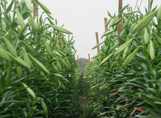 Hoa loa kèn rợp phố Hà Nội, rẻ bằng nửa năm ngoái nhưng không mấy ai mua-3