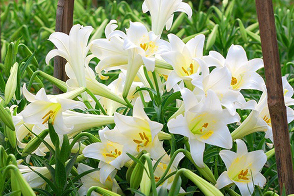 ‘Nữ hoàng tháng Tư’ nảy nở, ông chủ hối hả thu trăm triệu đồng-8