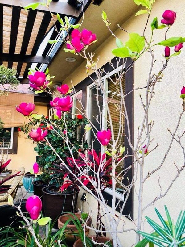 Về Mỹ đúng lúc dịch, Bằng Kiều làm nông dân 1 tháng, sửa vườn trồng thêm cây-8