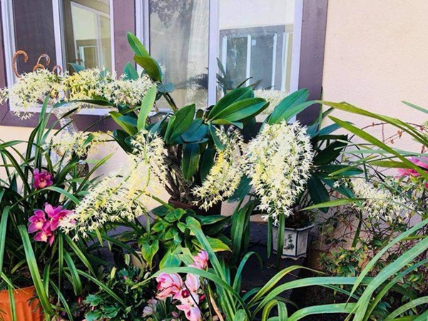 Về Mỹ đúng lúc dịch, Bằng Kiều làm nông dân 1 tháng, sửa vườn trồng thêm cây-11