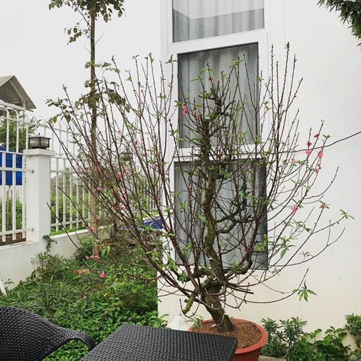 Hé lộ không gian vườn nhà của ca sĩ Nguyễn Ngọc Anh-13